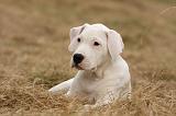 DOGUE ARGENTIN 209